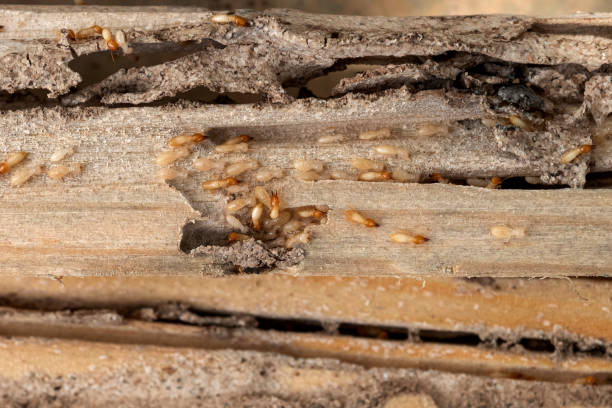 Best Residential Pest Control  in South Duxbury, MA